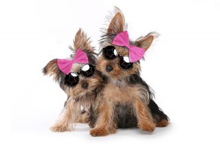 cute dogs in sunglasses